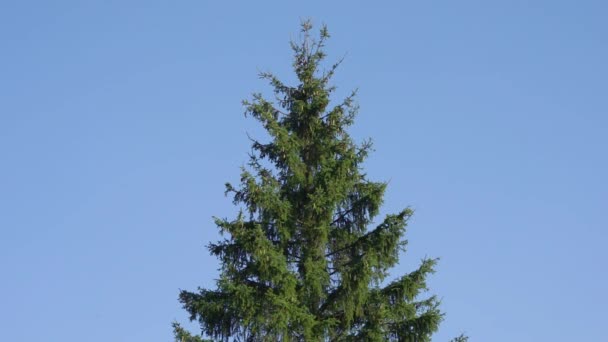 Fir tree swinging on the wind in the center of the frame against clear cloudless blue sky — Stock Video