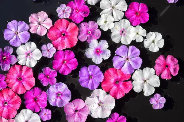 Top view wet phlox flowers background on a black water surface background — Stock Photo, Image