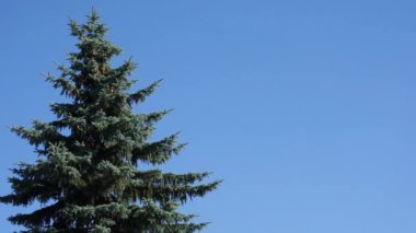 Mavi çam ağacı üzerinde çerçeve karşı tarafında rüzgarda sallanan Bulutsuz mavi gökyüzü ile kopya alanı metni temizleyin 