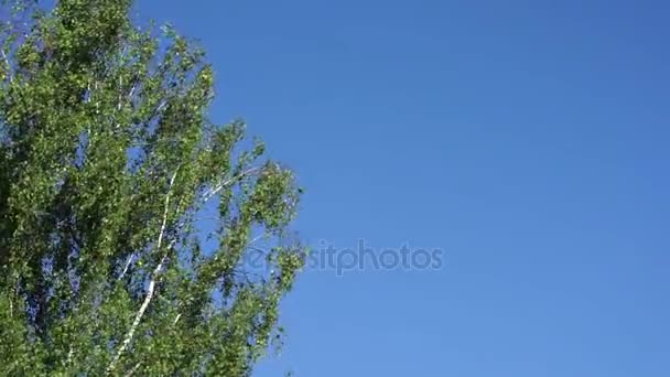 Parte do vidoeiro no lado da moldura, balançando no vento no verão contra o fundo de um céu azul sem nuvens claro com um espaço de cópia para o seu texto . — Vídeo de Stock