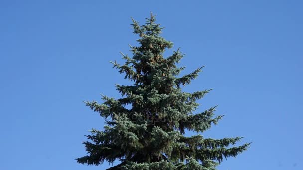 Blautanne schwingt im Wind in der Mitte des Rahmens vor wolkenlosem blauem Himmel — Stockvideo