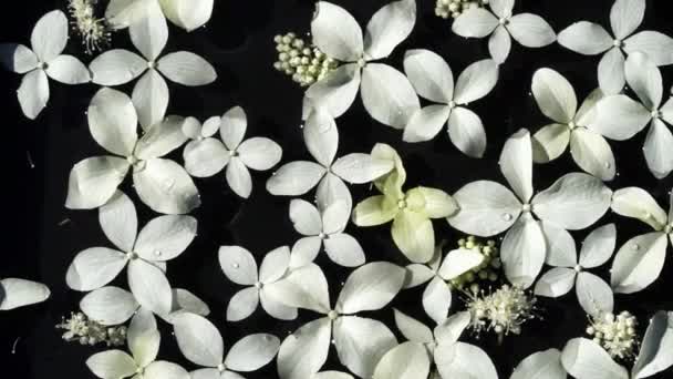 Arriba ver flores de hortensias blancas mojadas flotan sobre un fondo de superficie de agua negra como un elegante fondo festivo de boda — Vídeo de stock