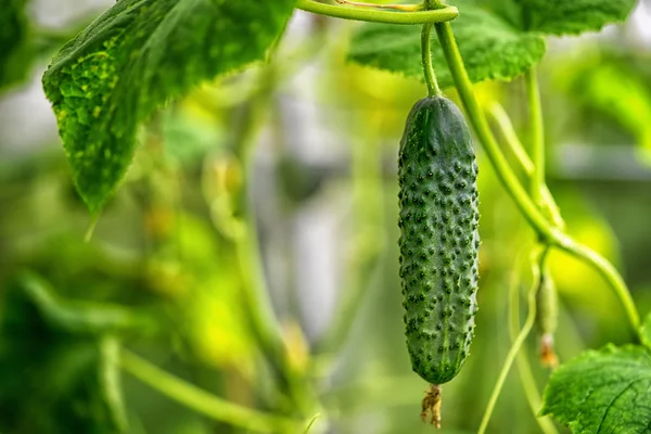 Un pepino creciendo de cerca en un invernadero — Foto de Stock