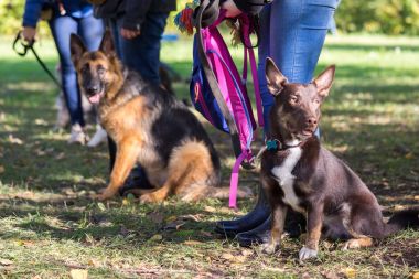 Köpeklerle sahipleri de itaat sınıfı grup