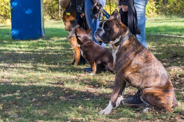 Skupina psů s majiteli v Obedience třída — Stock fotografie