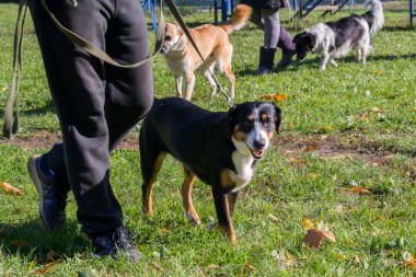 köpek, sahibinin bacaklar köpek itaat boyunca yürüyen