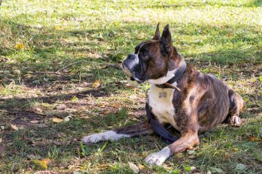 boxer köpek çimlere bırakmasını.