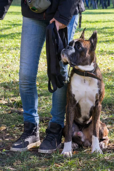 Boxer dog sitting near his owner legs during the dog obedience course — Stock Photo, Image