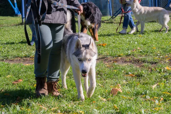 Cão andando perto das pernas de seu proprietário durante o curso de obediência do cão — Fotografia de Stock