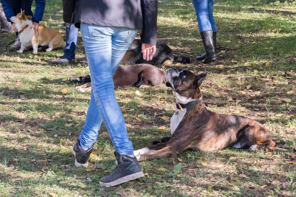 Perro boxeador acostado cerca de sus piernas propietarias durante el curso de obediencia del perro — Foto de Stock