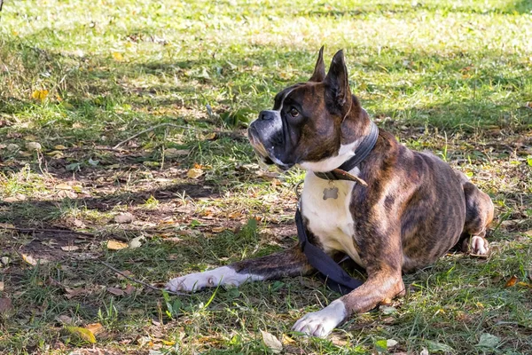 Boxer hund fastställande på gräset. — Stockfoto