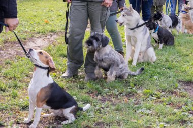 Köpeklerle sahipleri de itaat sınıf grubudur. Diagonal, beagle ve shnauzer ön saflarda köpeklerde sırasına.