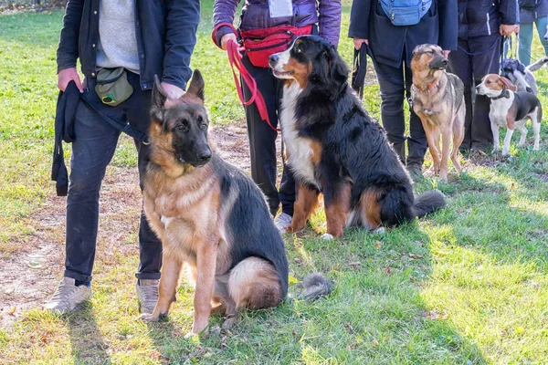 Группа собак с владельцами в классе послушания — стоковое фото