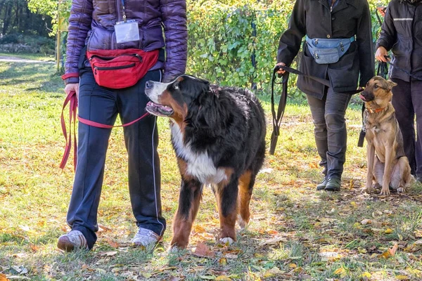Perro caminando cerca de las piernas de su dueño durante el curso de obediencia del perro — Foto de Stock