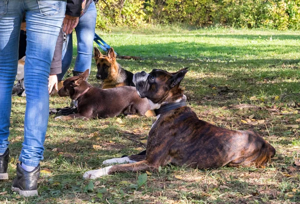 Perro boxeador acostado cerca de sus piernas propietarias durante el curso de obediencia del perro — Foto de Stock