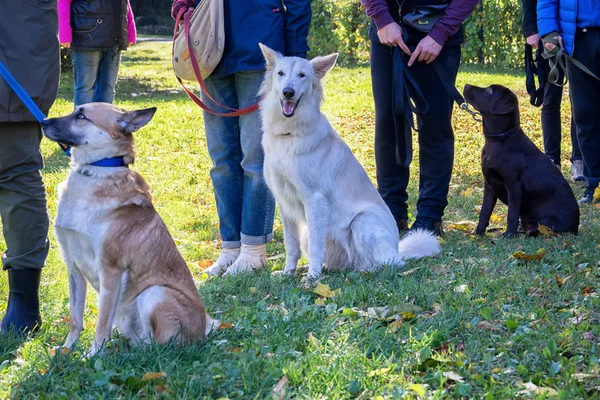 Köpeklerle sahipleri de itaat sınıfı grup