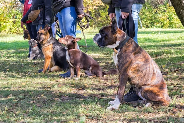 Grupa psów z właścicieli w posłuszeństwo klasyfikować — Zdjęcie stockowe