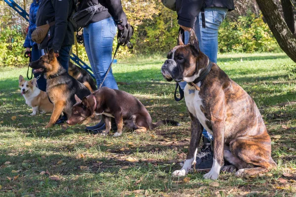 Group of dogs with owners at obedience class — Stock Photo, Image