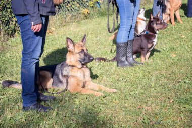 Köpeklerle sahipleri de itaat sınıfı grup
