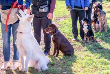 Grup için bir aşı Street bir sıraya oturan köpek