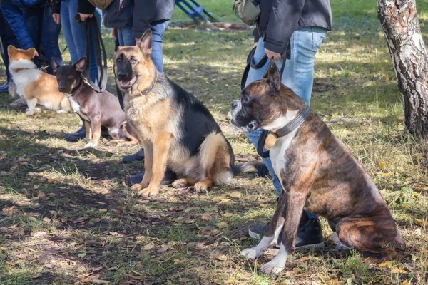 Köpeklerle sahipleri de itaat sınıfı grup
