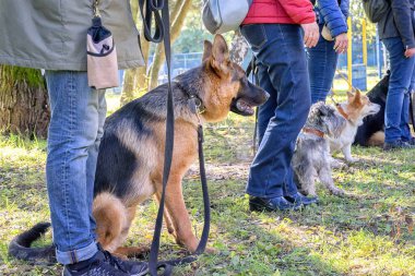 Köpeklerle sahipleri de itaat sınıfı grup