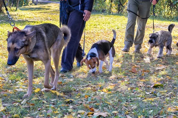 Perros caminando cerca de sus entrenadores piernas en el curso de obediencia perro . — Foto de Stock