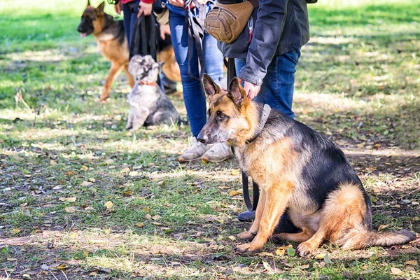 Skupina psů s majiteli v Obedience třída — Stock fotografie