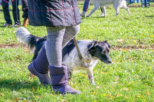 Engelsk setter hund promenader nära dess ägare ben på hund lydnad kursen — Stockfoto