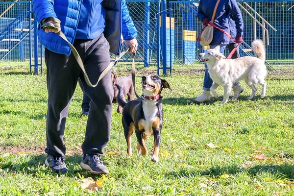 Hund geht beim Hunde-Gehorsamskurs nahe den Beinen seines Besitzers spazieren — Stockfoto