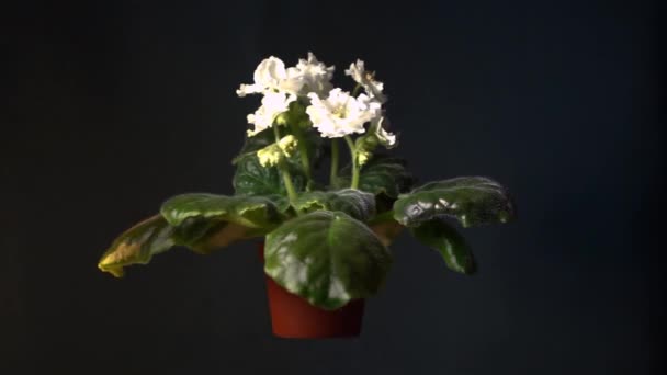 Violetas Brancas Florescentes Vaso Flores Girando Fundo Escuro — Vídeo de Stock