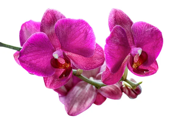 Beautiful Branch Pink Orchids Isolated White Background — Stock Photo, Image