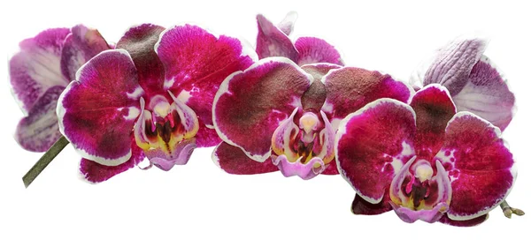 Beautiful Branch Pink Orchids Isolated White Background — Stock Photo, Image