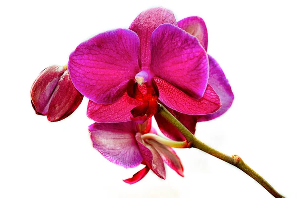 Beautiful Branch Pink Orchids Isolated White Background — Stock Photo, Image