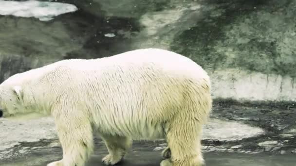 北极熊在灰色的石头下面散步 — 图库视频影像