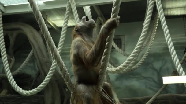 Орангутанг Сидить Мотузку Лінії Кричить Вгору Потім Залишає Назад Гамаку — стокове відео