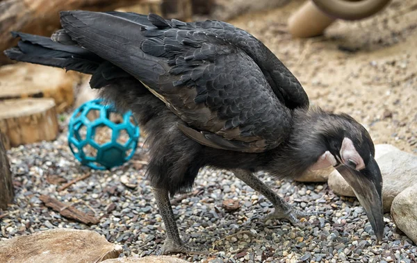 Абиссинская Рогатая Ворона Черная Птица Стоящая Гальке — стоковое фото