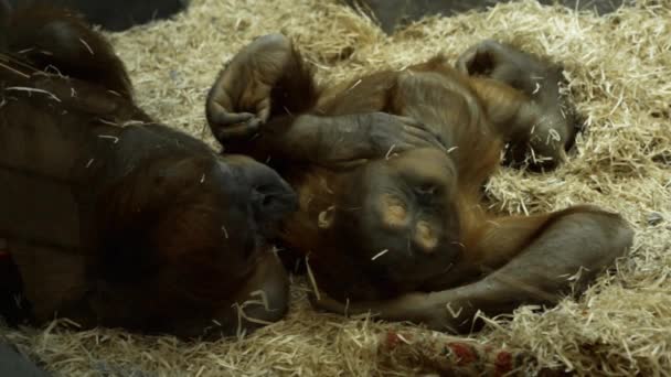 Dvojice Šimpanzů Zádech Seno Sklem Jemně Něco Šeptá Ucha Samice — Stock video