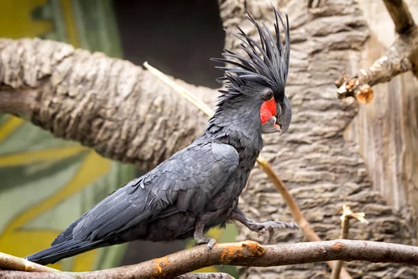 Palma Preta Cacatua Tamanho Completo — Fotografia de Stock