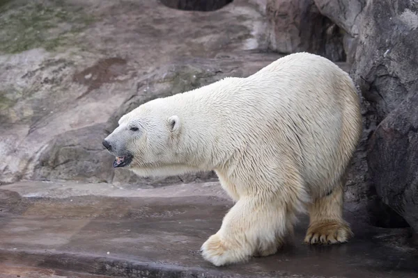 Oso Polar Blanco Sobre Piedras Grises — Foto de Stock