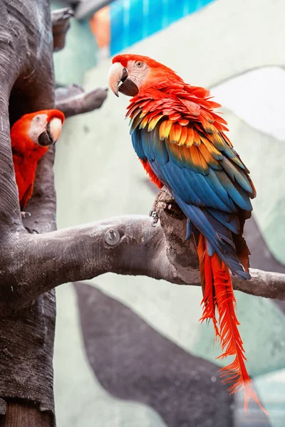Dois Papagaios Arara Vermelhos Sentados Tronco Cavidade Outro Tamanho Real — Fotografia de Stock