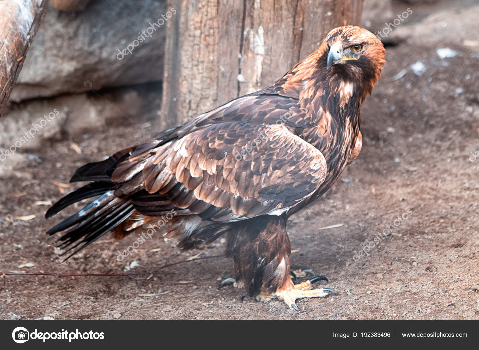 Photos Golden Eagle Feathers Golden Eagle Red Feathers