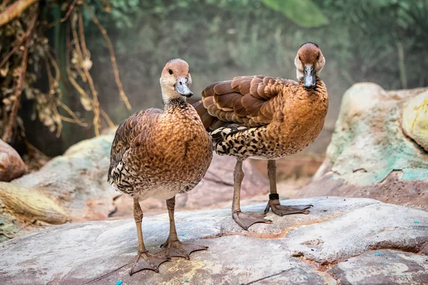 Dua Bebek Coklat Berdiri Atas Batu — Stok Foto