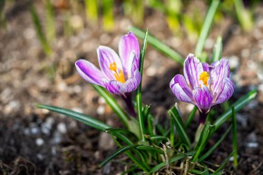 iki çiğdemler ilkbaharda siyah toprak büyüyen