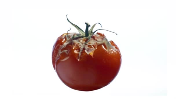 一个坏的腐烂和模具西红柿 Loopable 旋转在一个孤立的白色背景 作为一个概念 蔬菜储存不良 可用于您的演示文稿 有复制空间添加文本 — 图库视频影像