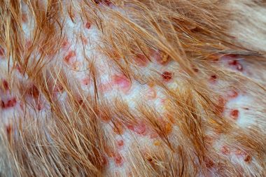 Closeup hastalık deride kedi, köpek, dermatit deri laminat ve köpek saç düşmüş