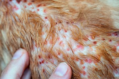 Deride kedi, köpek, dermatit hastalığa işaret parmakları cilt laminat ve köpek saç düşmüş