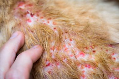 Deride kedi, köpek, dermatit hastalığa işaret parmakları cilt laminat ve köpek saç düşmüş