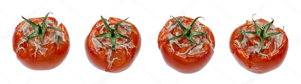 Bad Rot Bad Rot