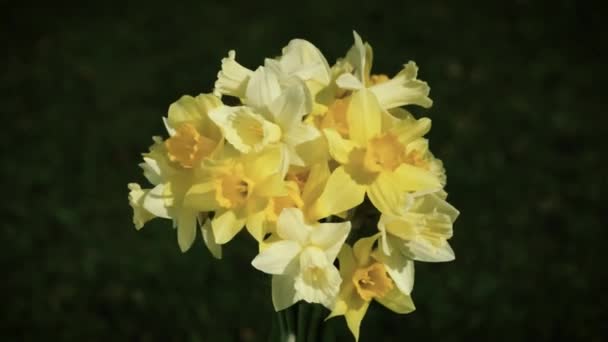 黄色の水仙の花束暗いぼやけた草バック グラウンドで回転 クローズ アップ ビュー中央組成 — ストック動画
